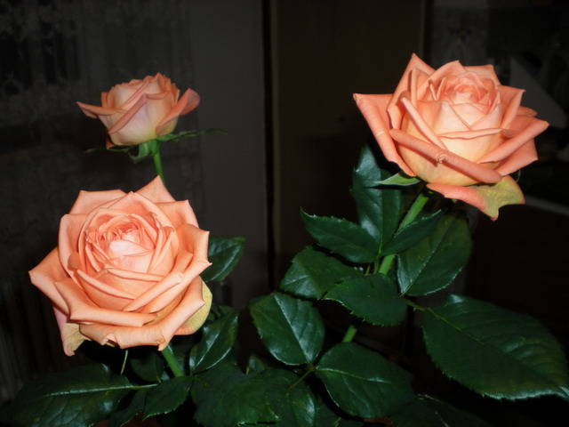 45 DSCN0054