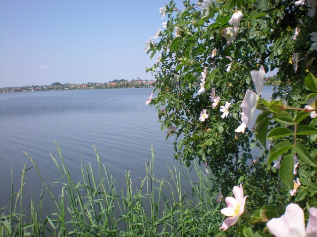 DSCN0517 (640x480)